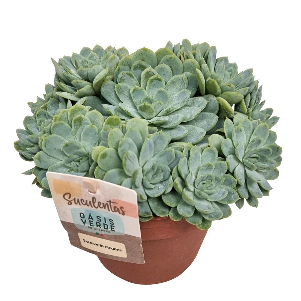 Echeveria Elegans - 1154.