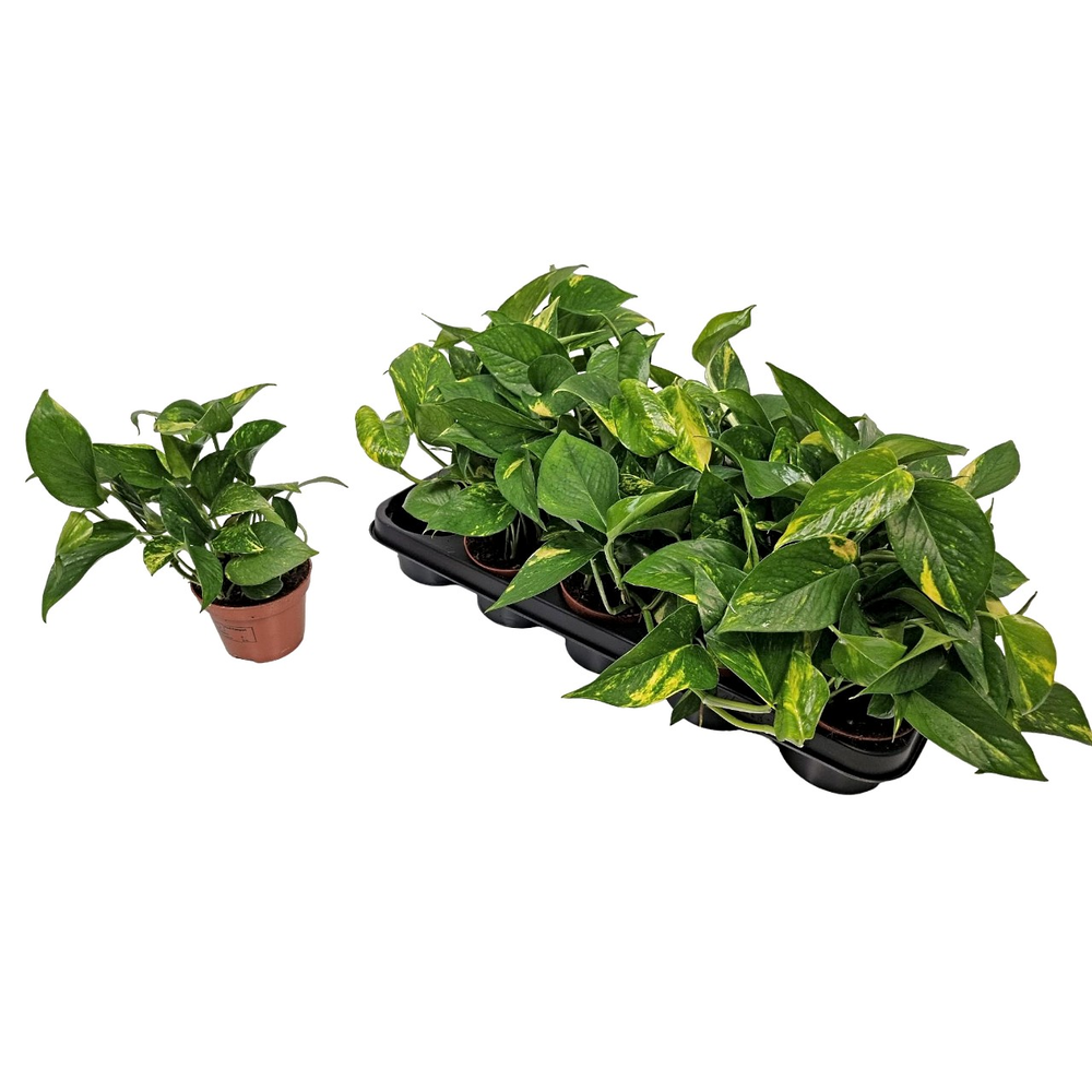 Epipremnum Pinnatum 'aureum'.