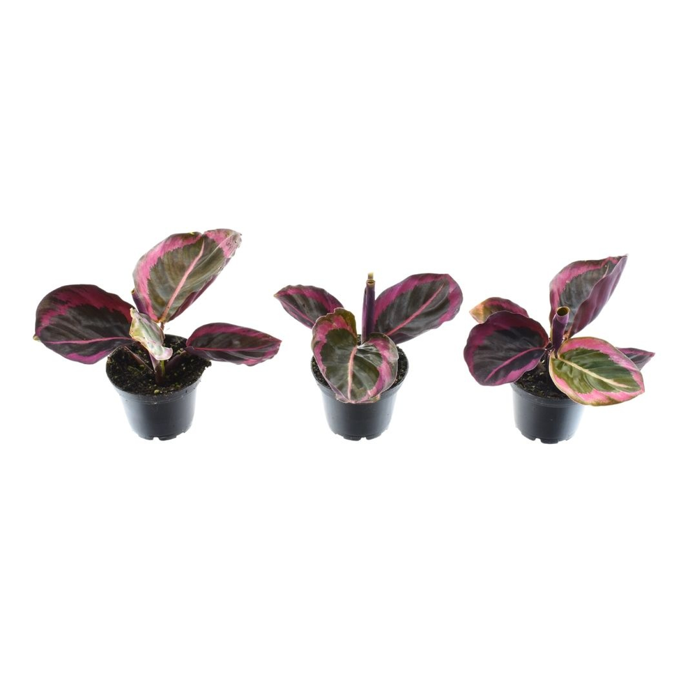 Calathea Princess Jesse 7 cm.
