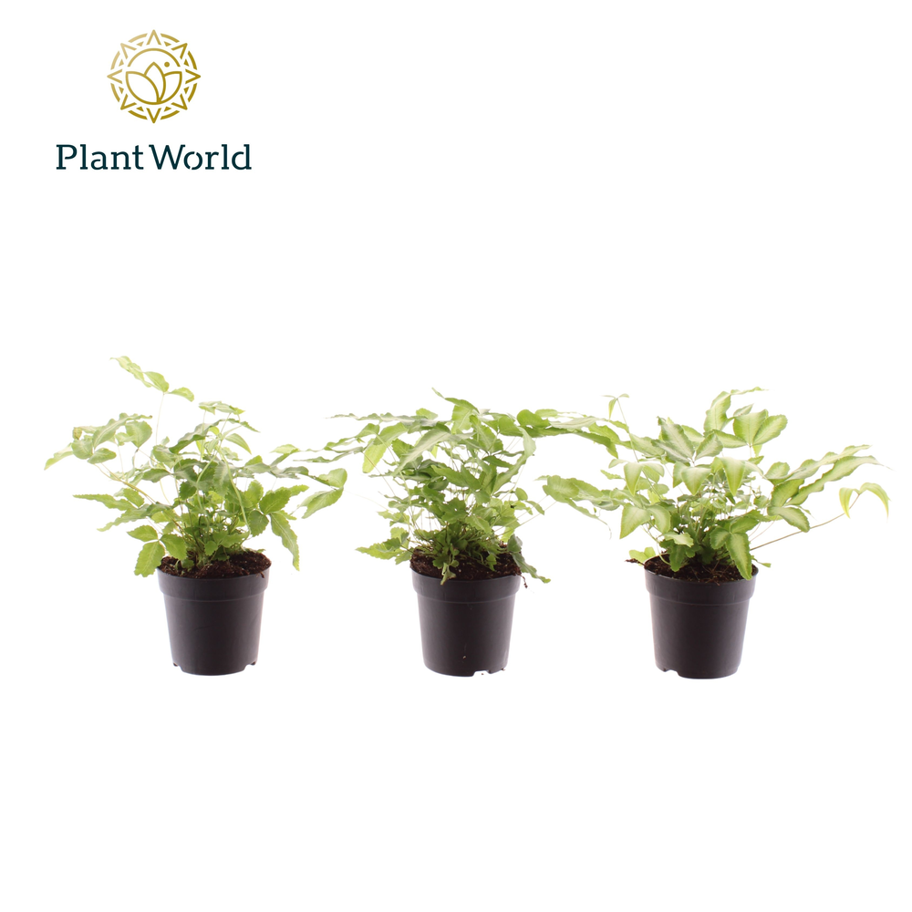 Pteris cretica 'Albolineata' 7 cm.