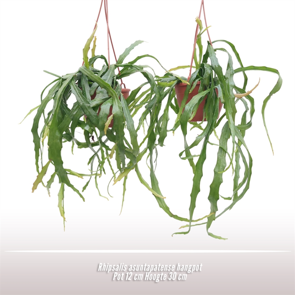 Rhipsalis asuntapatense hangpot.