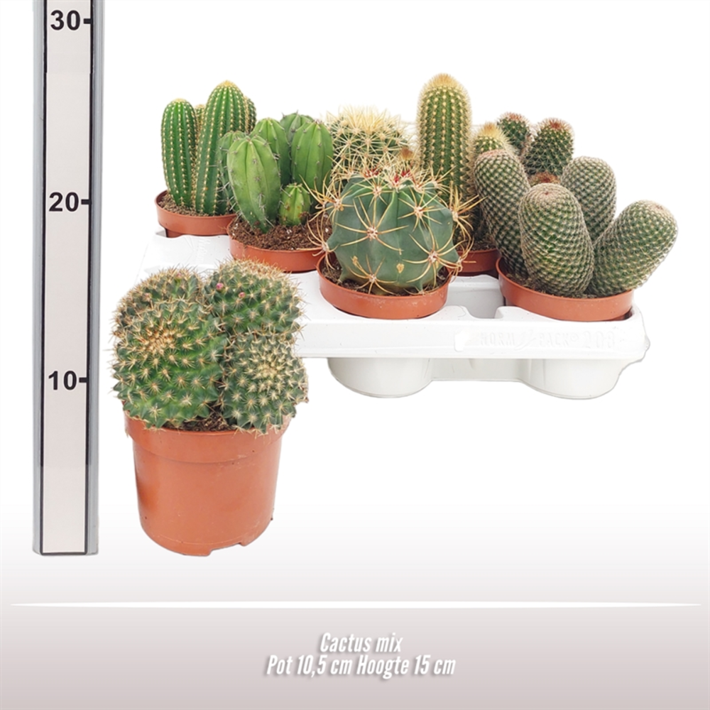 Cactus gemengd.