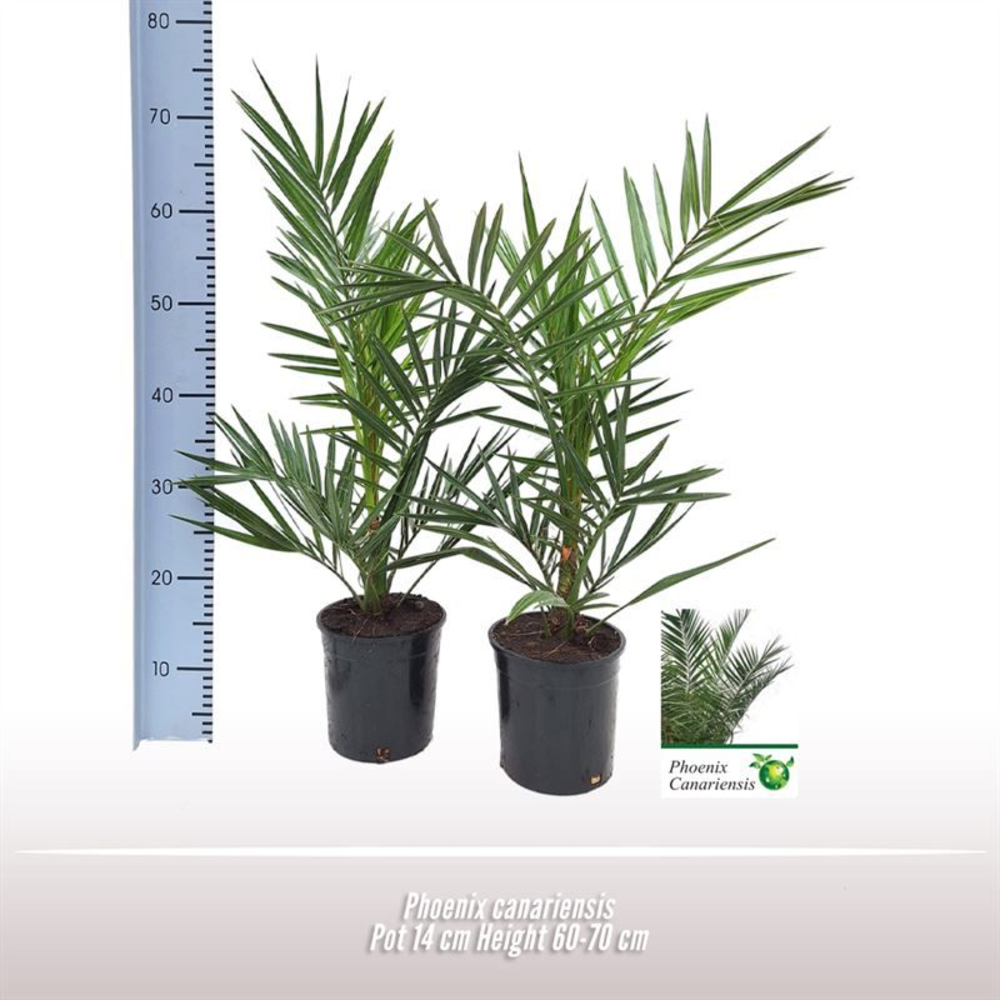 Phoenix canariensis.