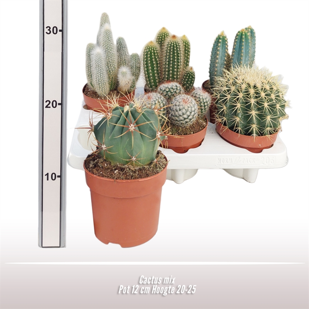 Cactus gemengd.