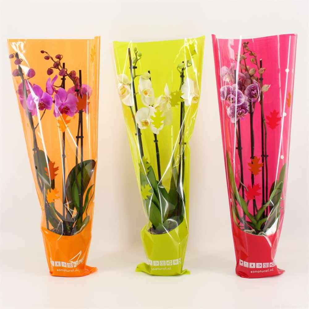 Phalaenopsis gemengd 3 tak gemengd in herfst hoes.