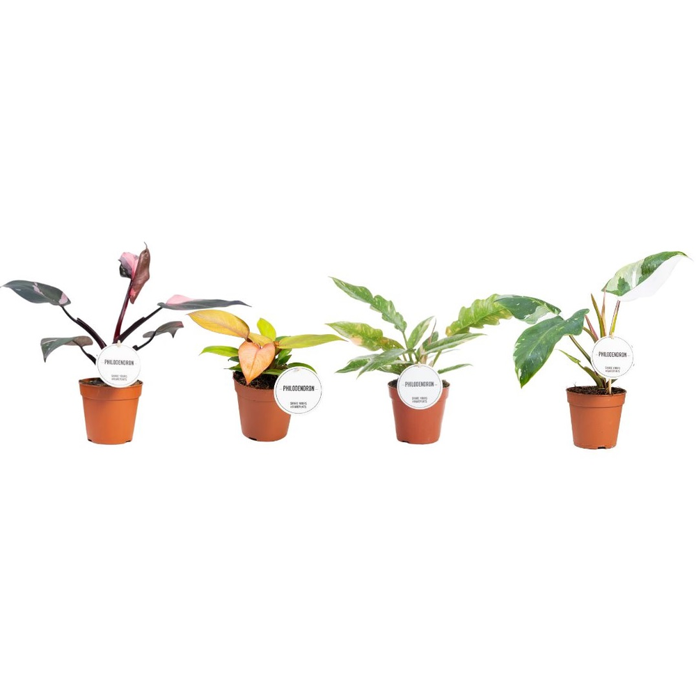 Philodendron Princess Mix.
