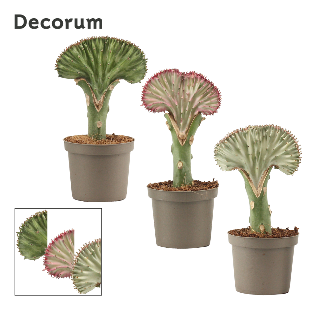 Euphorbia Lactea 9 cm (Decorum).