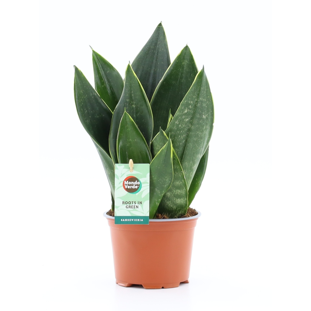 Sansevieria Black Diamond.