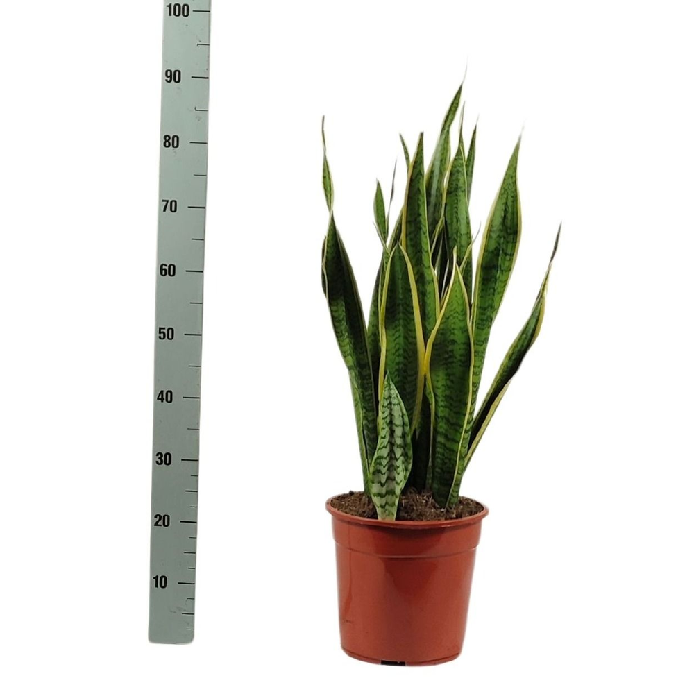 Sansevieria trifasciata 'Laurentii' 90cm.