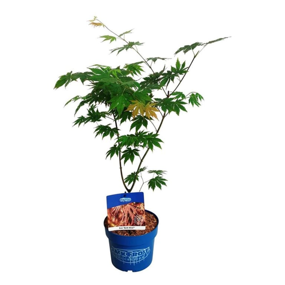 Acer North Wind ®.