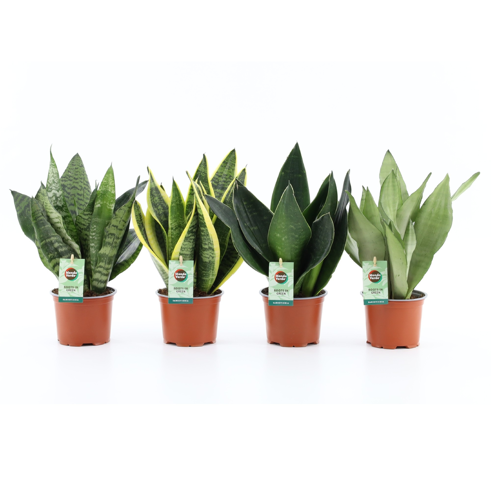 Sansevieria Mix 4 soorten.