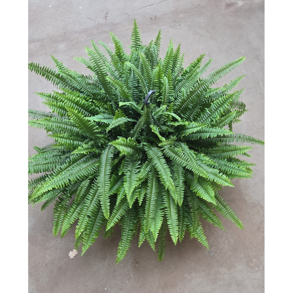 Nephrolepis Green Lady.
