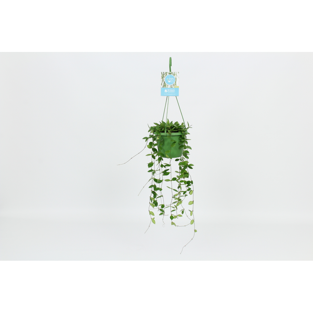 Hangongreen Hoya Puber 14 cm.