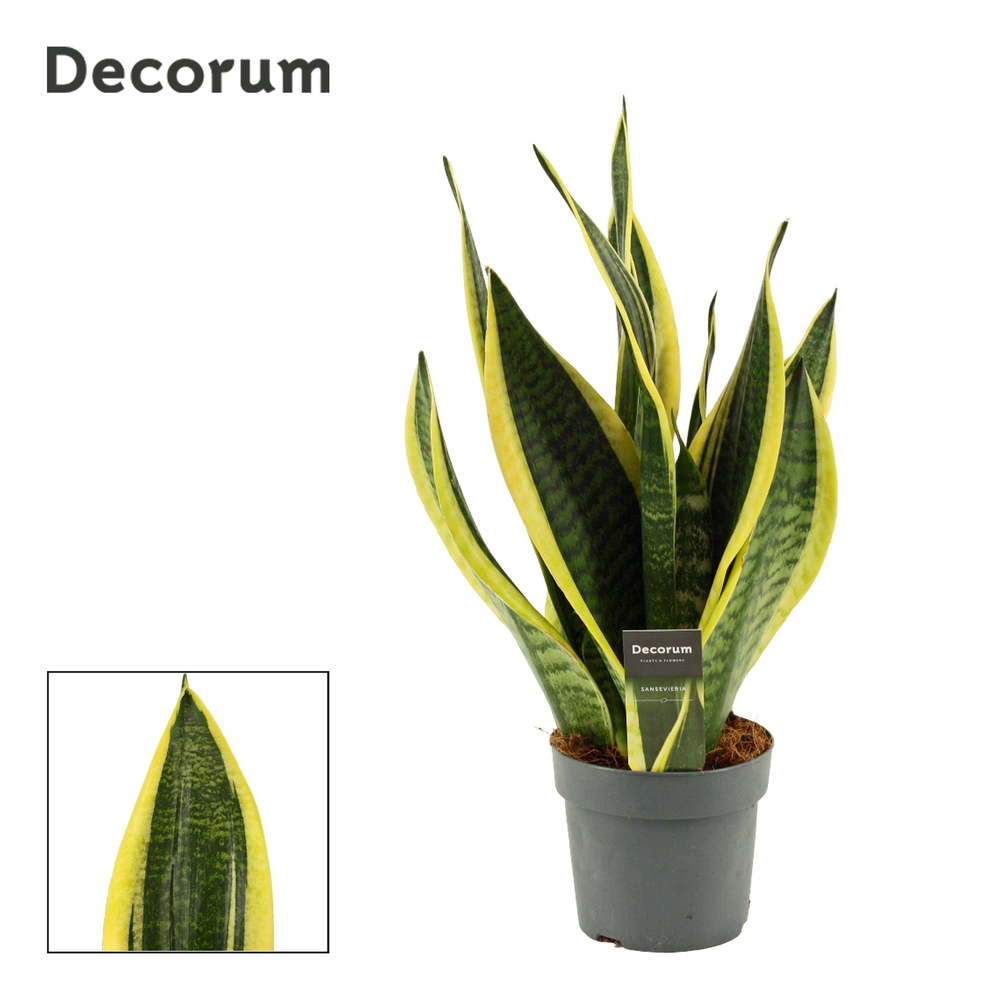 Sansevieria Superba 14 cm (Decorum).