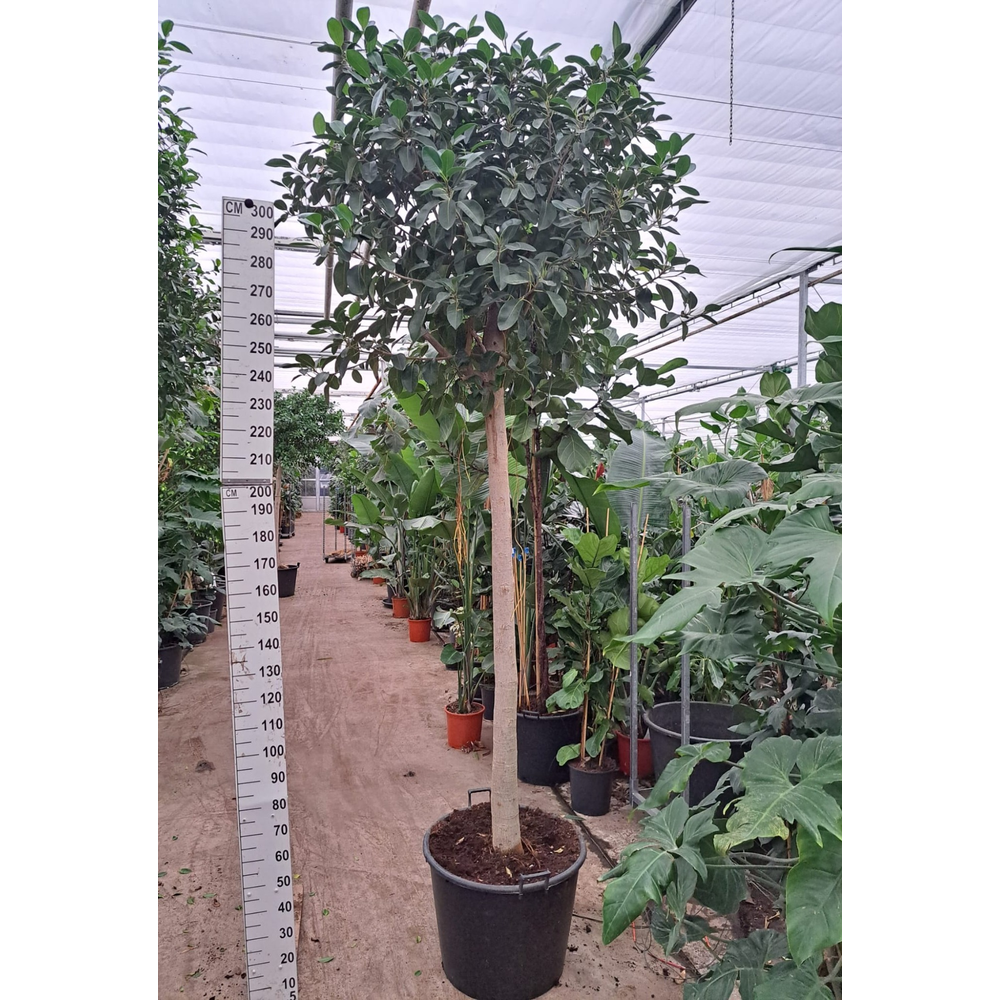 Ficus rubiginosa Australis stam 300.