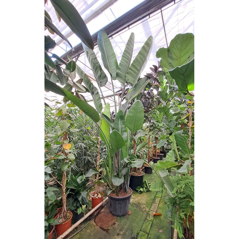 Strelitzia Nicolai bush XXL.