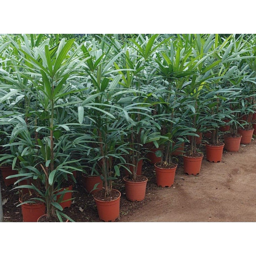 rhapis.