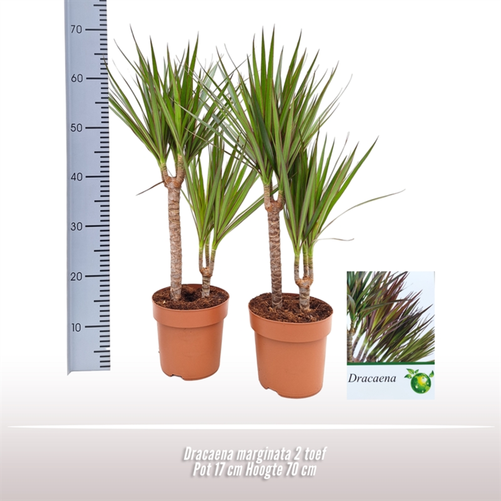 Dracaena marginata 2 toef.