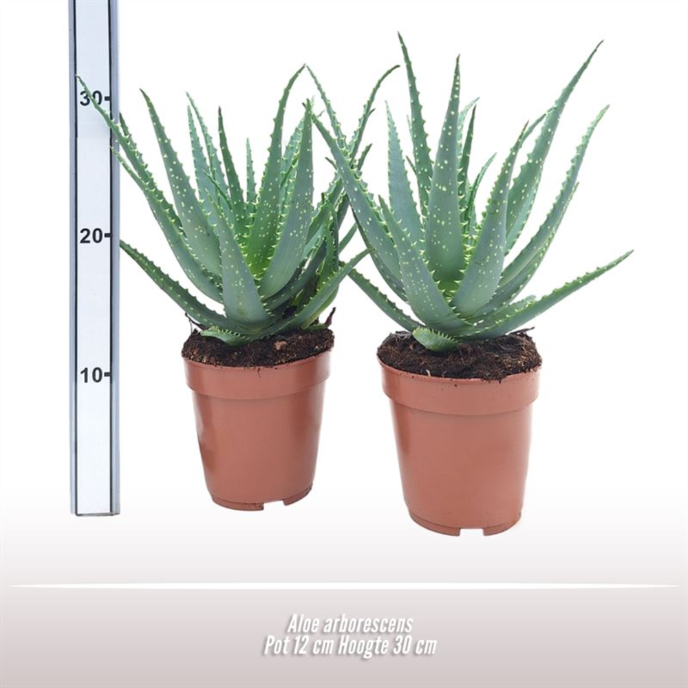 Aloe arborescens.
