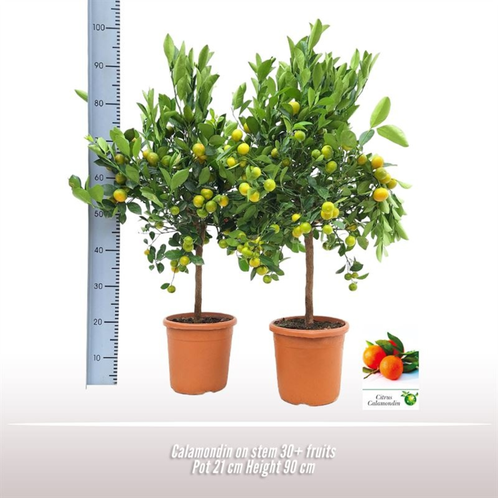 Calamondin op stam.