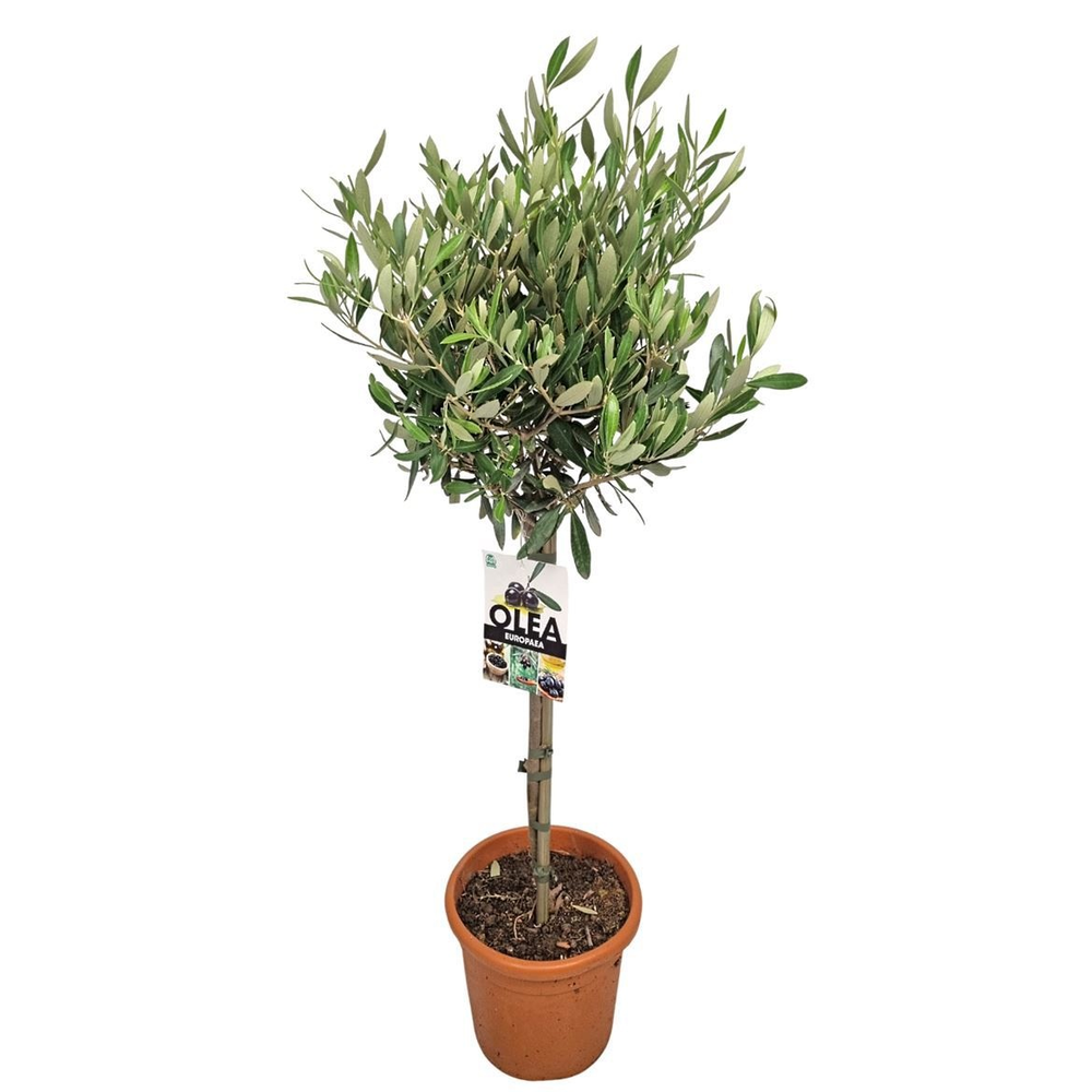 Olea Europaea Stem - 1241.