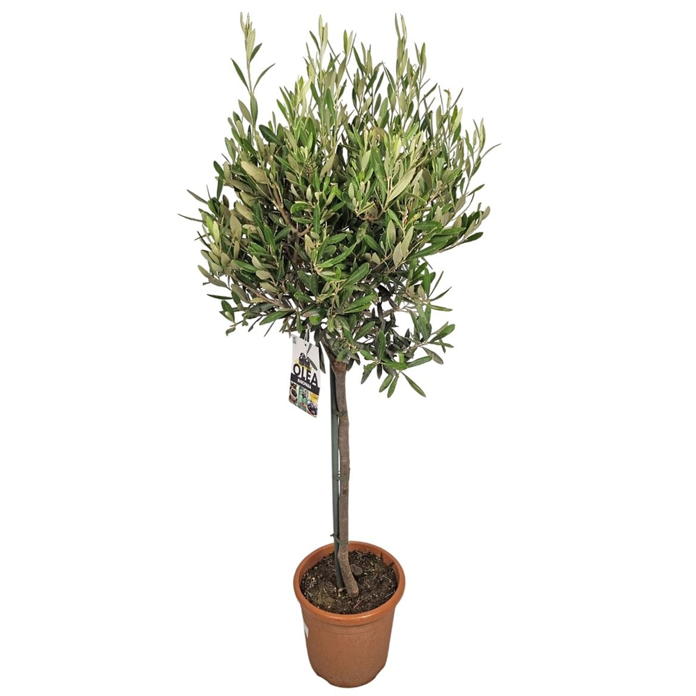 Olea Europaea Stem - 1241.