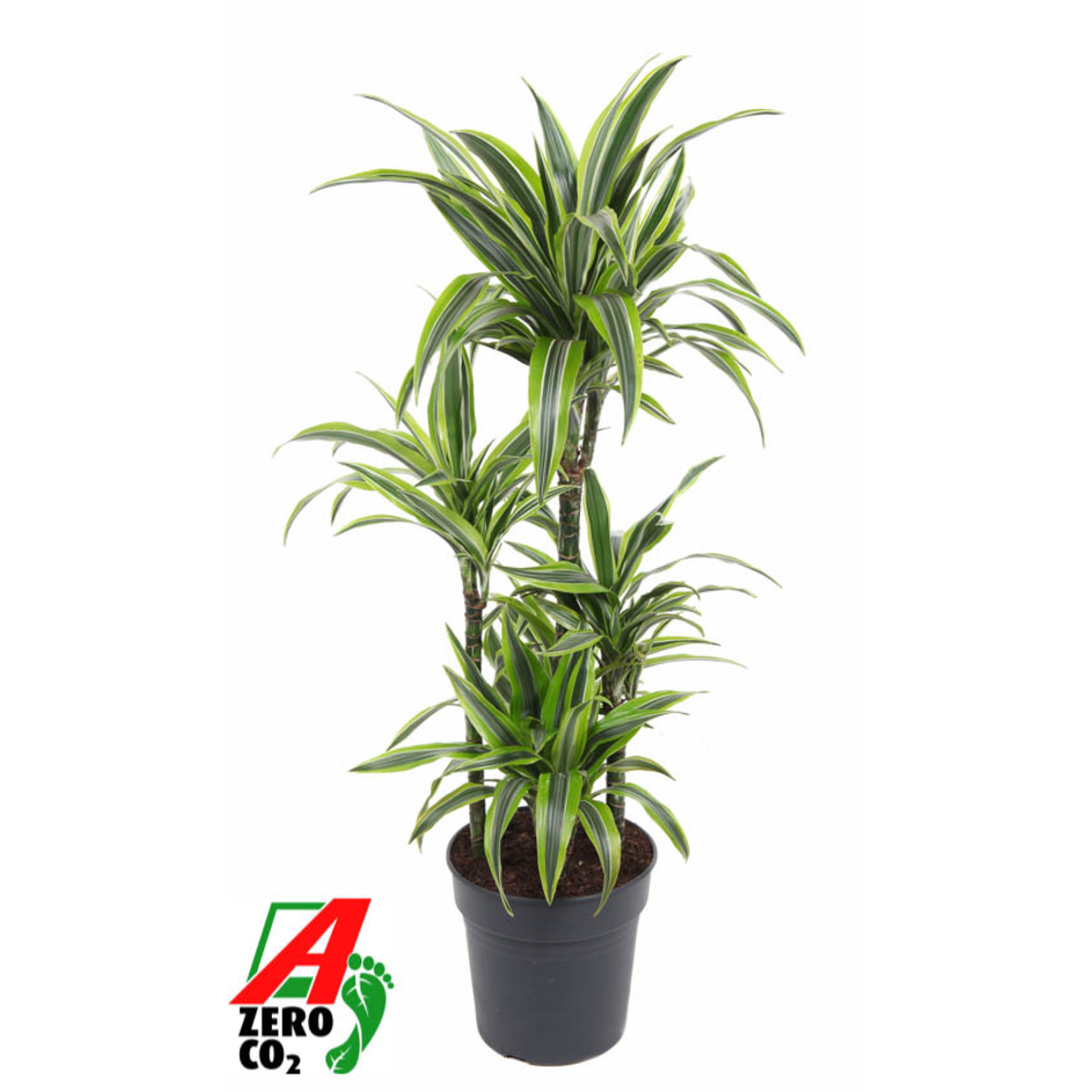 Dracaena Lemon Lime 60-carrousel.