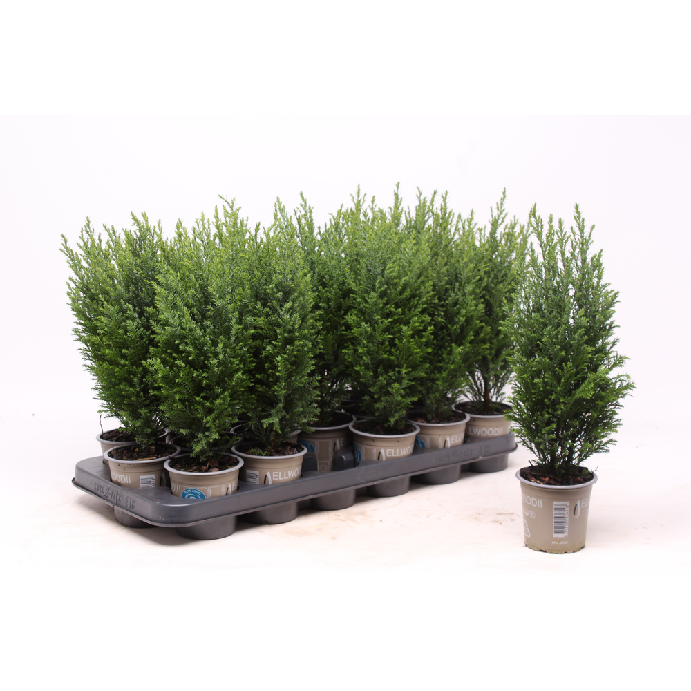 Chamaecyparis laws. 'Ellwoodii'.