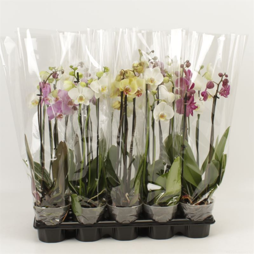 Phalaenopsis gemengd 3 Tak Mix 15+.