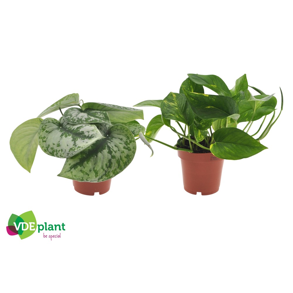Epipremnum mix 12cm.