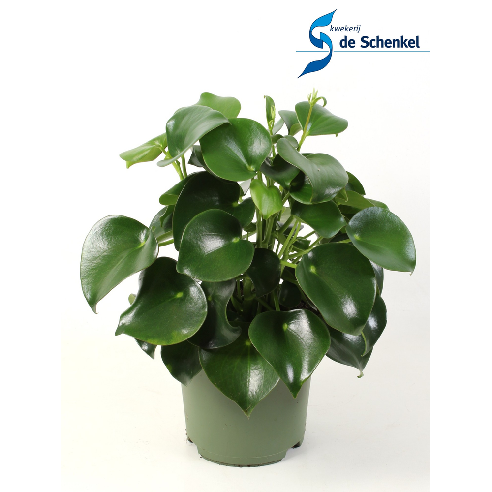 Peperomia polybotrya Raindrop'.