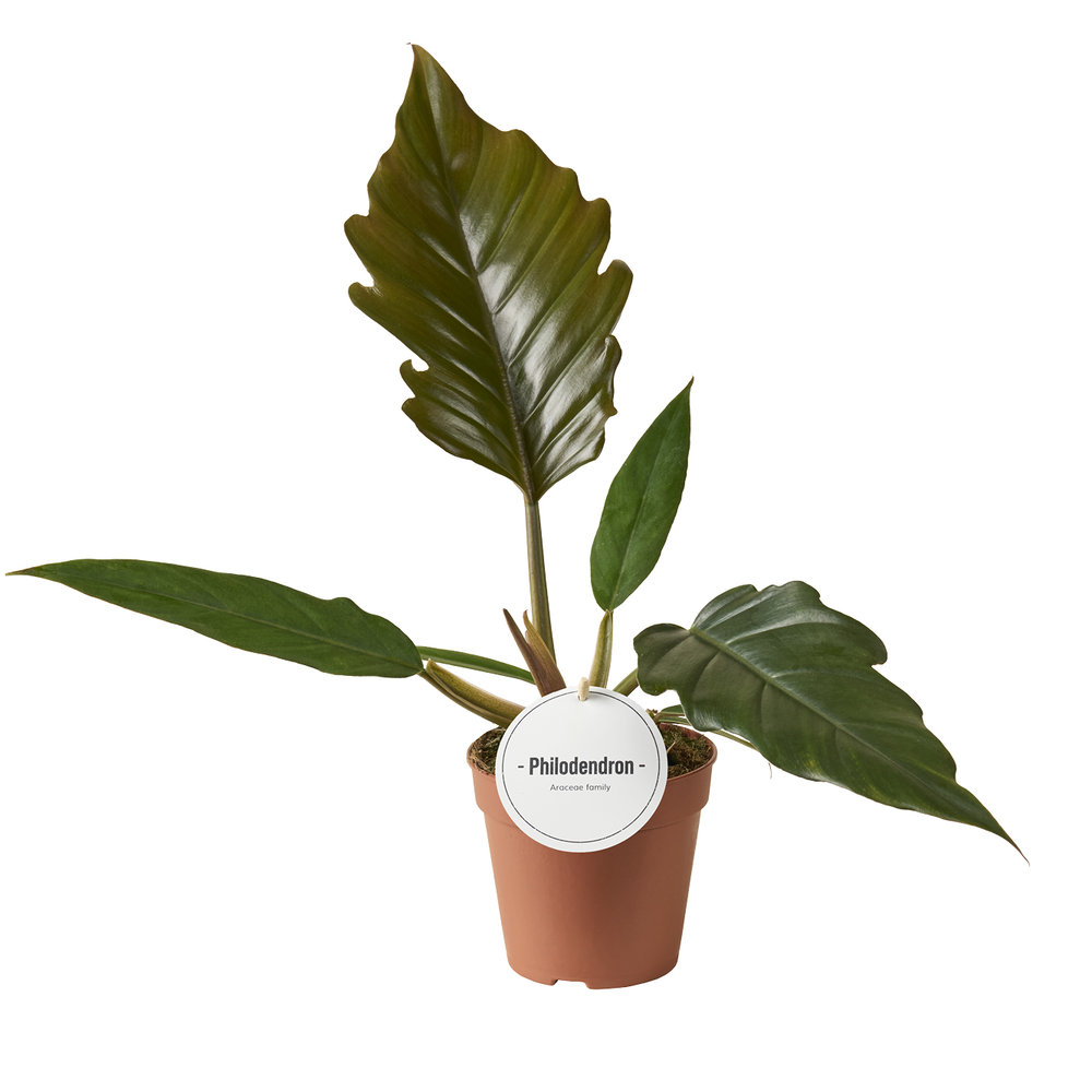 Philodendron Choco Empress.