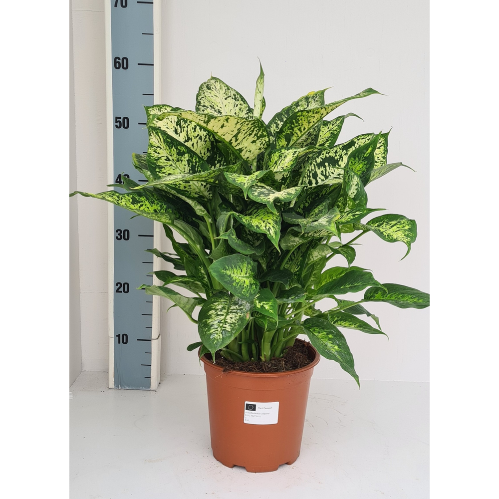 Dieffenbachia Compacta.