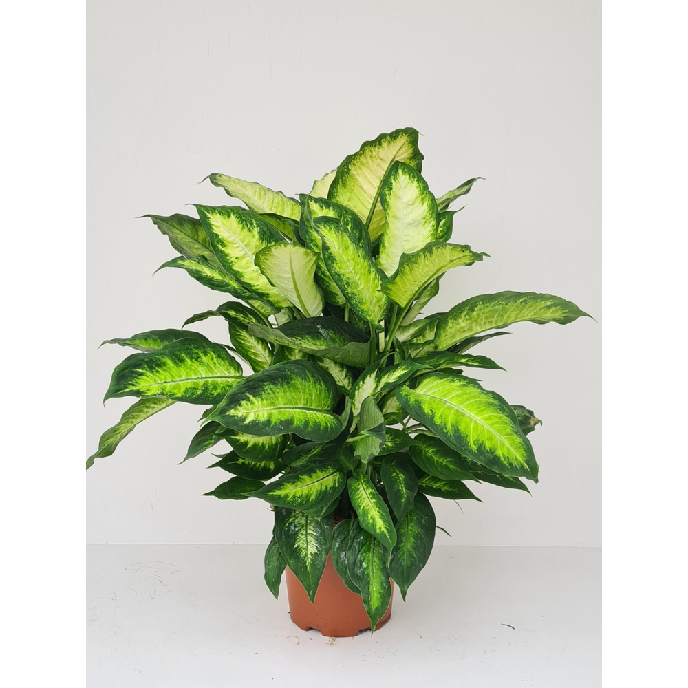 Dieffenbachia Camilla.