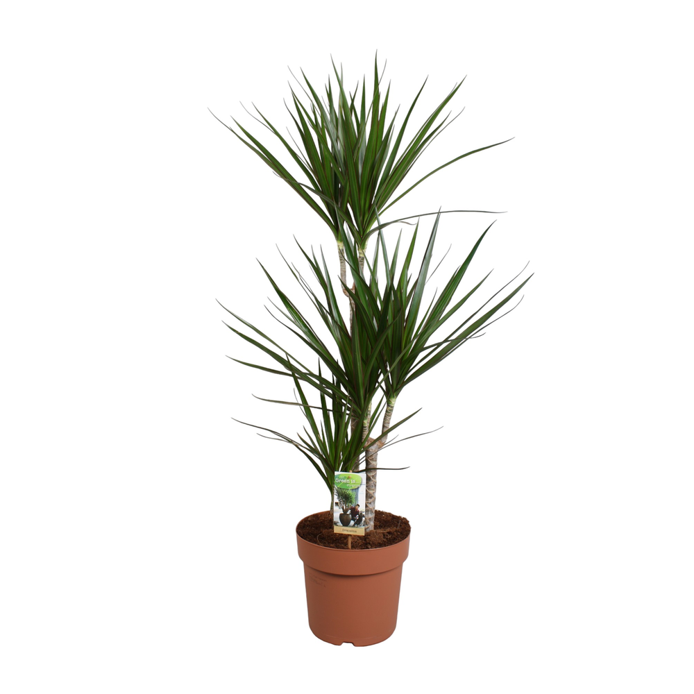 Dracaena Marginata 60-30-15 (p24).