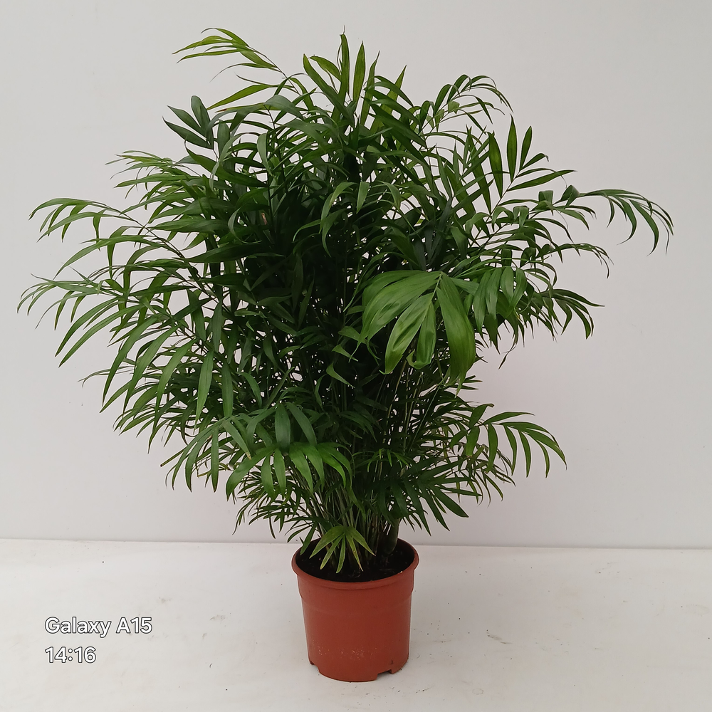 CHAMAEDOREA ELEGANS.