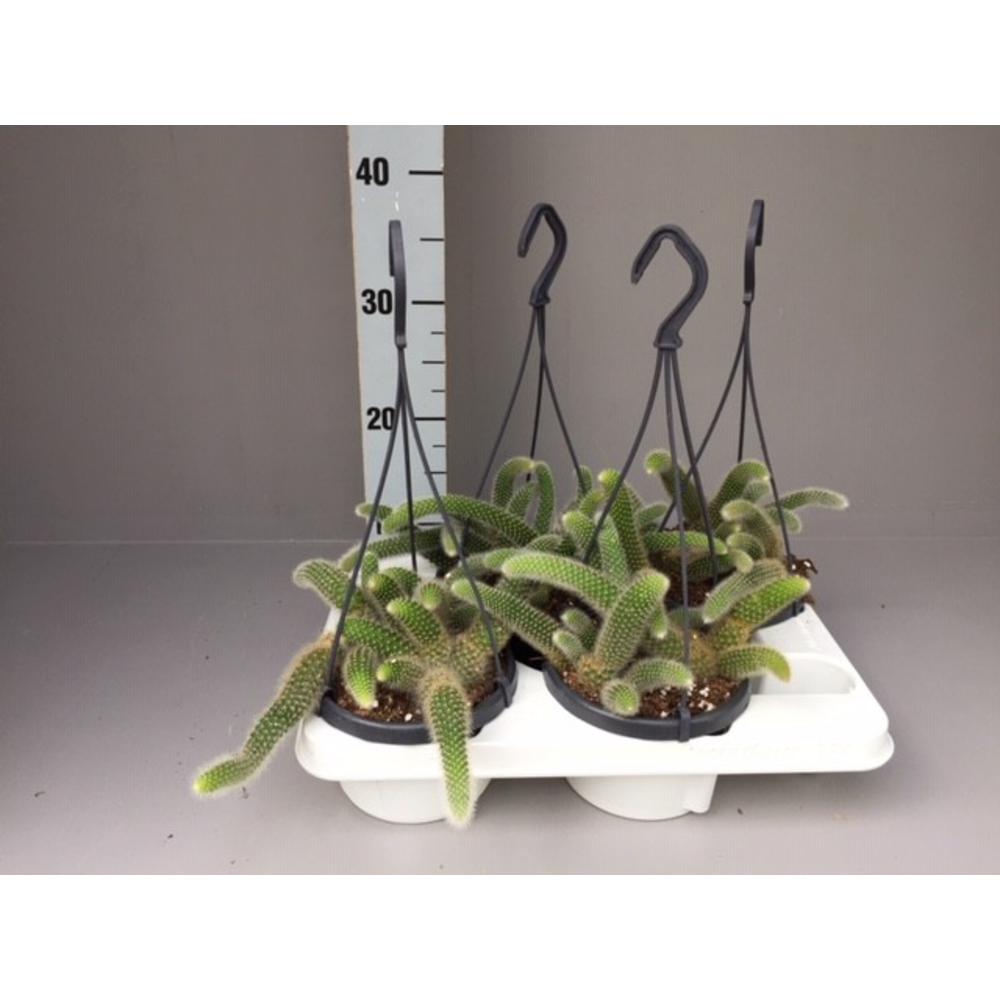 Hildewintera colademonis.