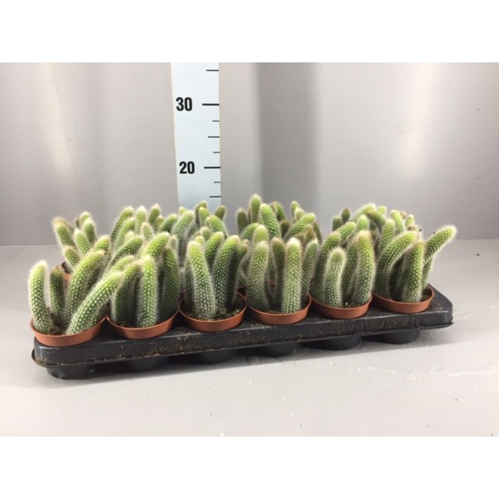Hildewintera colademonis.
