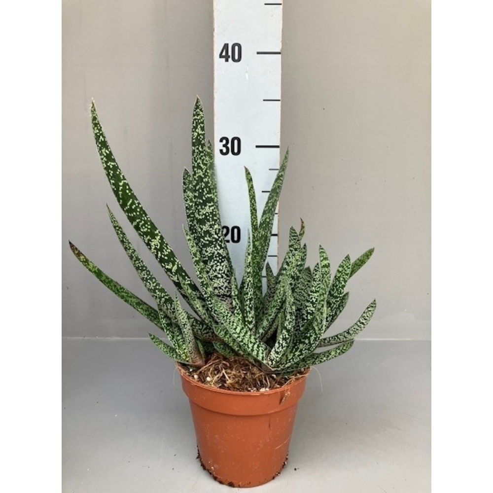 Gasteria carinata verrucosa Xl.