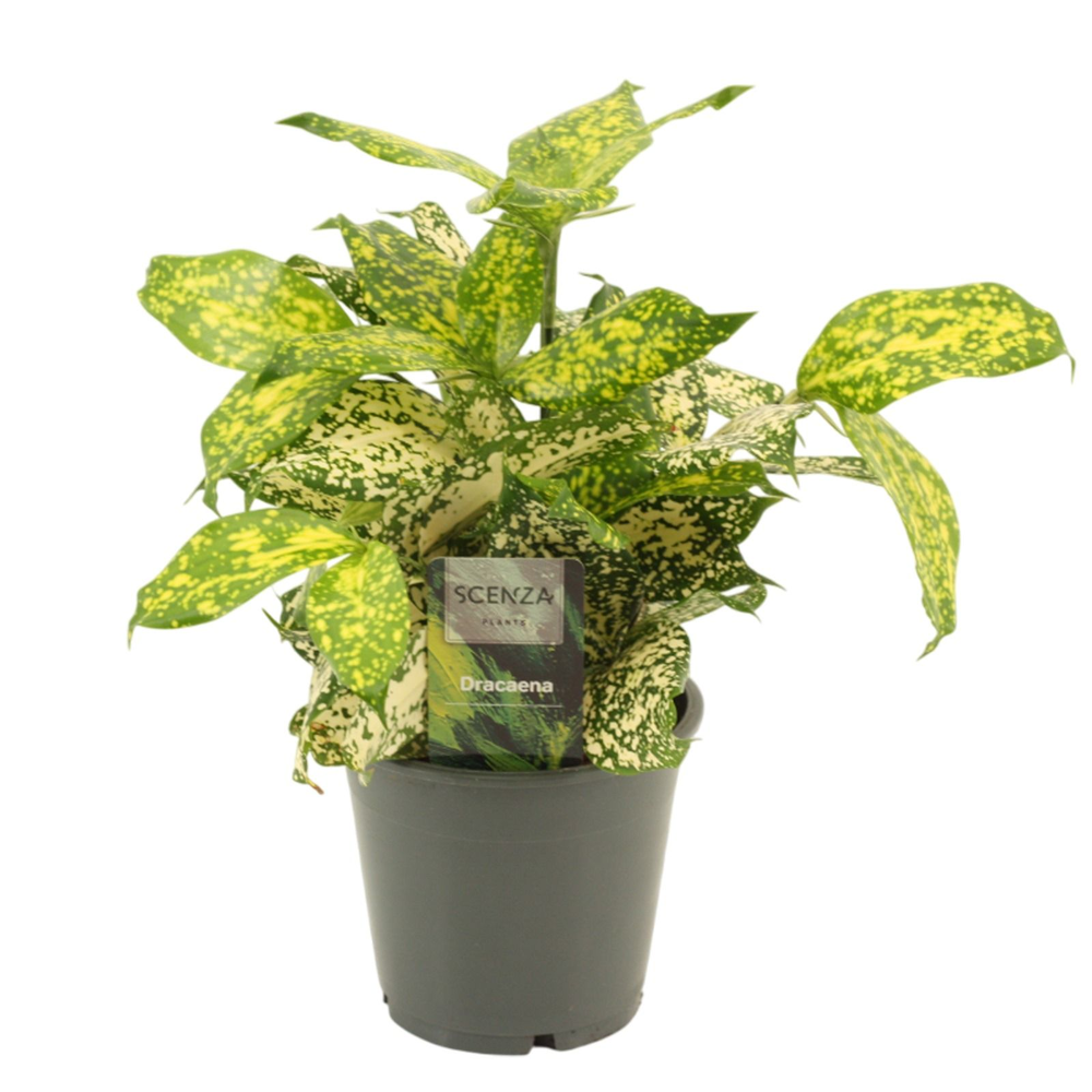 Dracaena Godsefiana 12 cm.