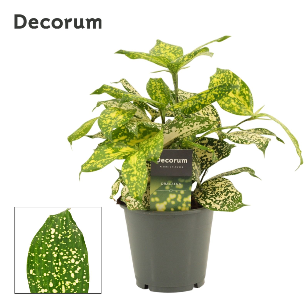 Dracaena Godsefiana 12 cm (Decorum).