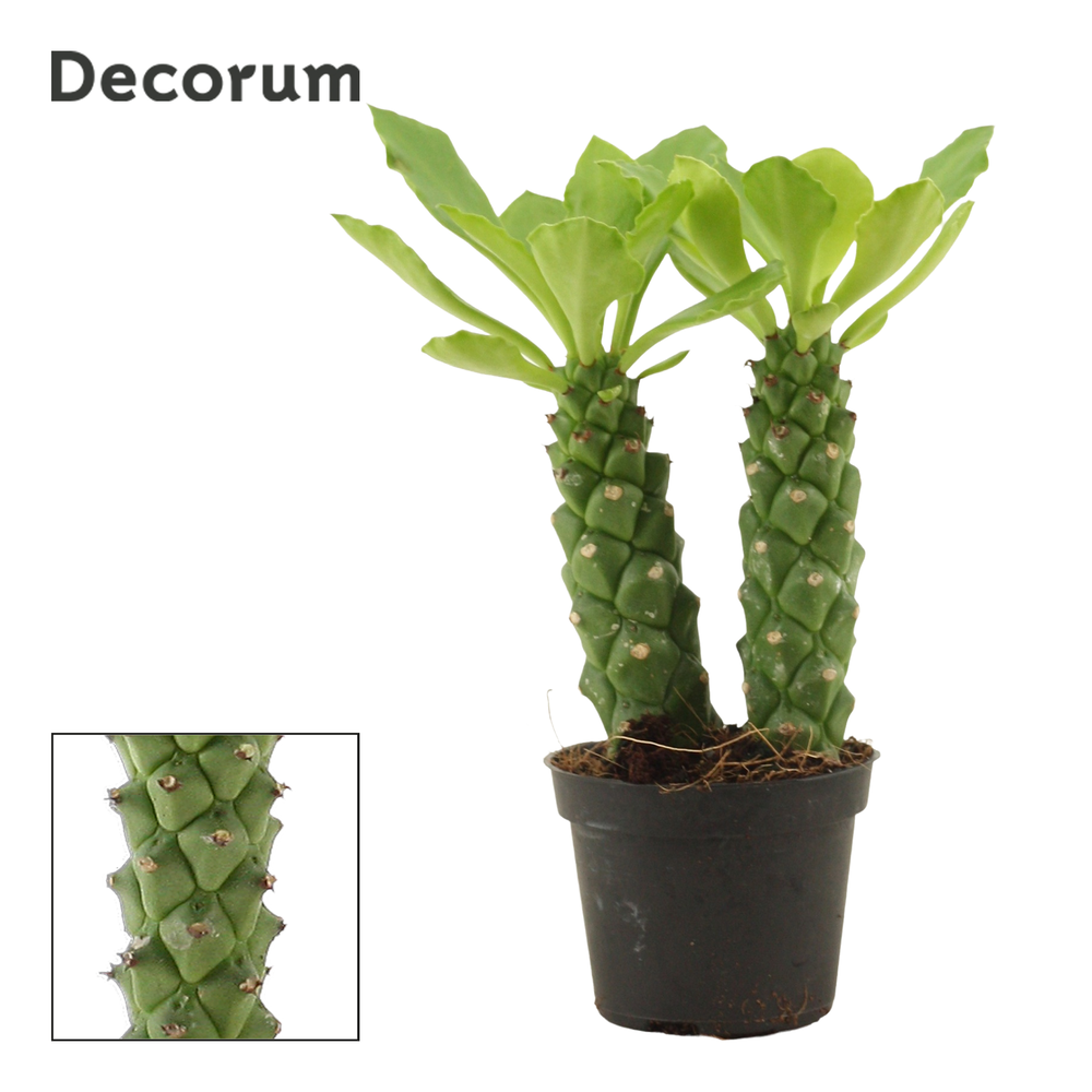 Monadenium Guentheri 6 cm double (Decorum).