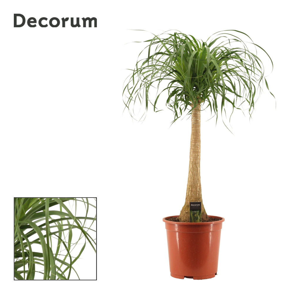 Beaucarnea recht 27 cm (Decorum).