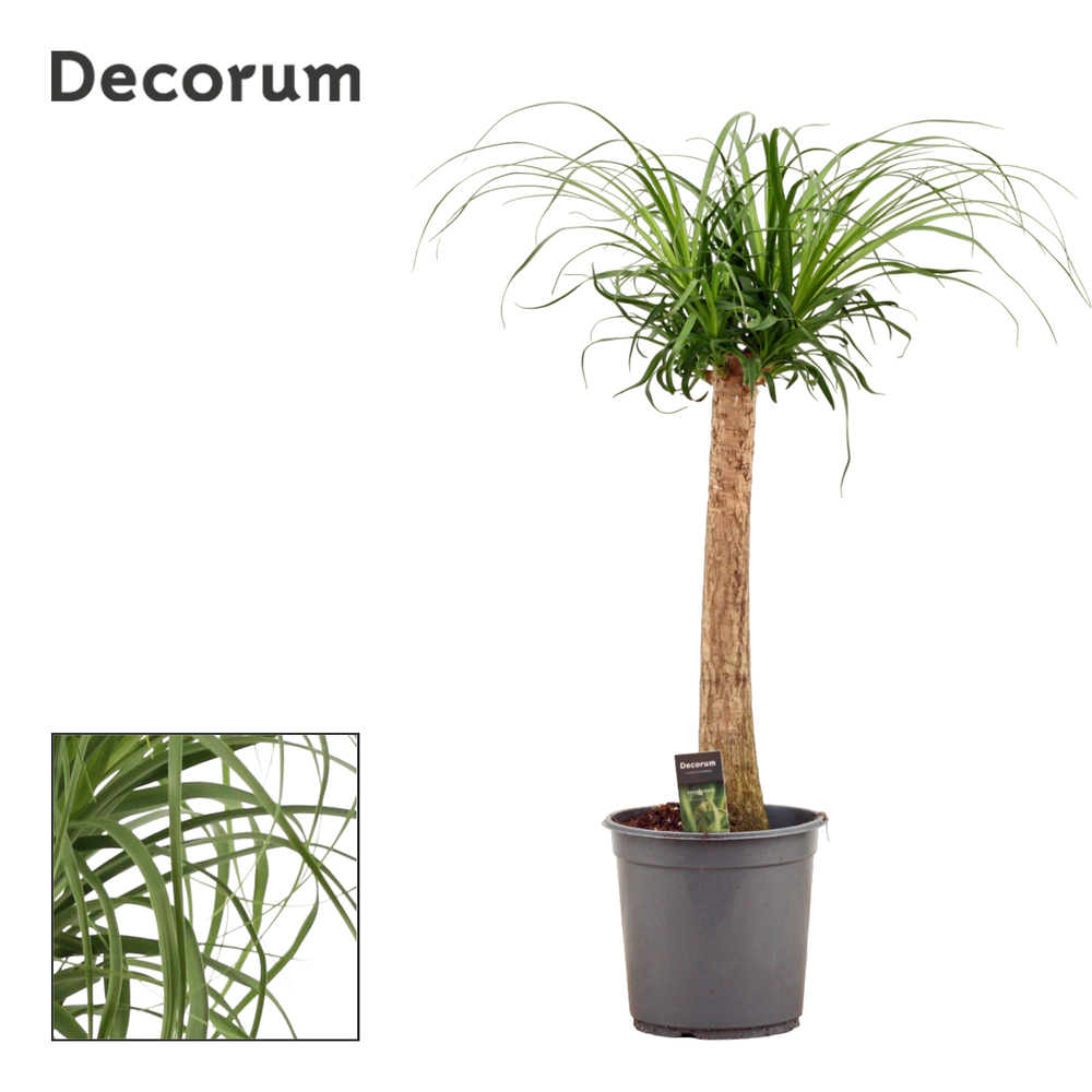 Beaucarnea recht 24 cm (Decorum).
