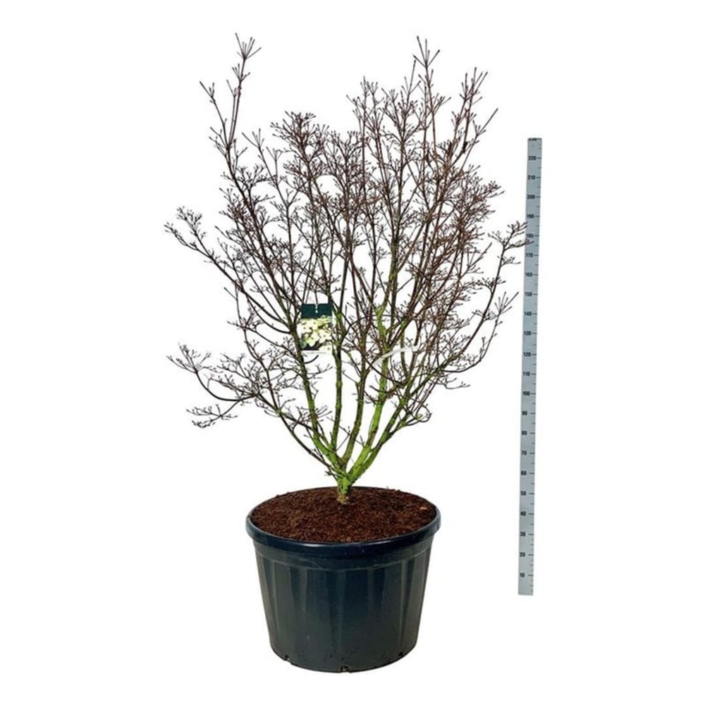 Cornus kousa 'Schmetterling'.