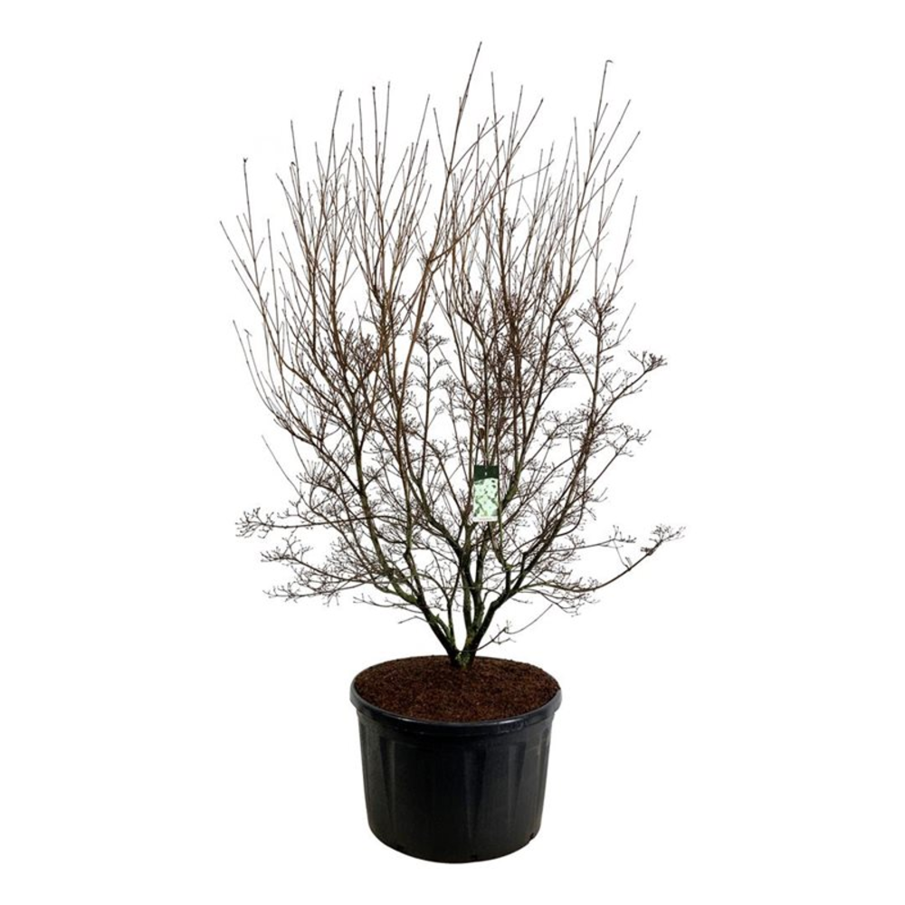 Cornus kousa 'Milky Way'.