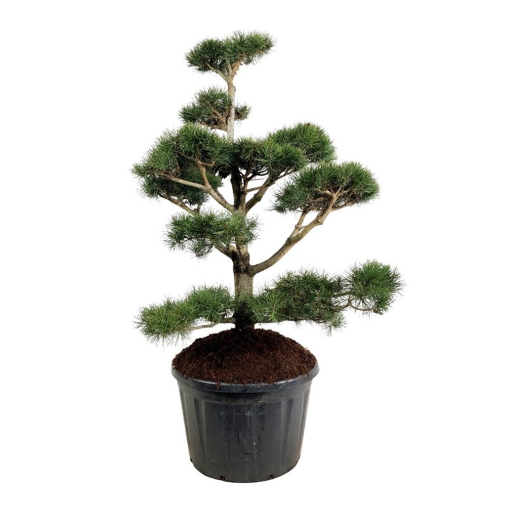 Pinus contorta.