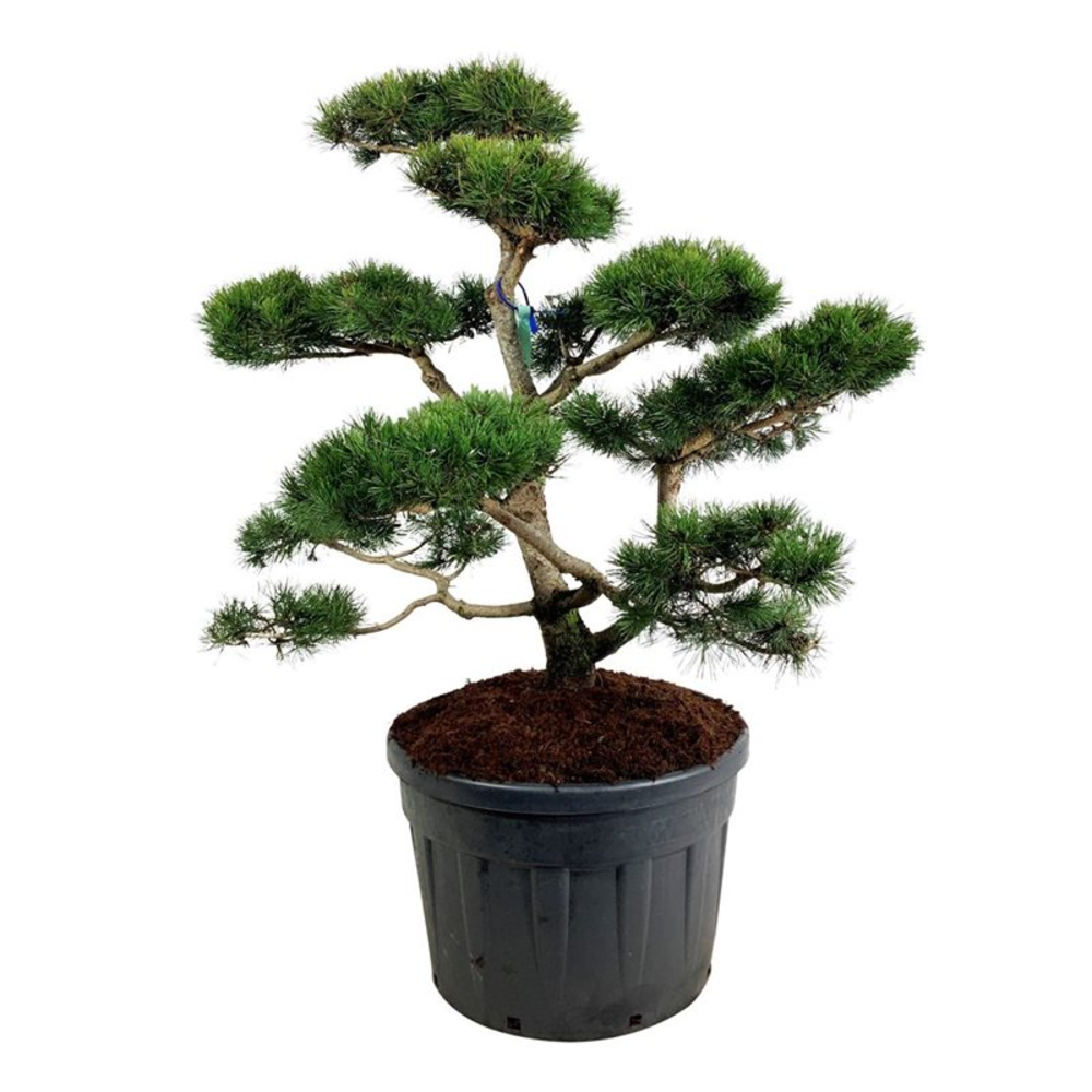 Pinus contorta.