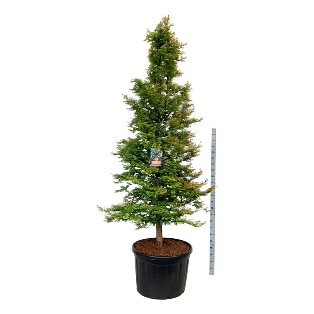 Metasequoia gl. 'Amber Glow' PBR.