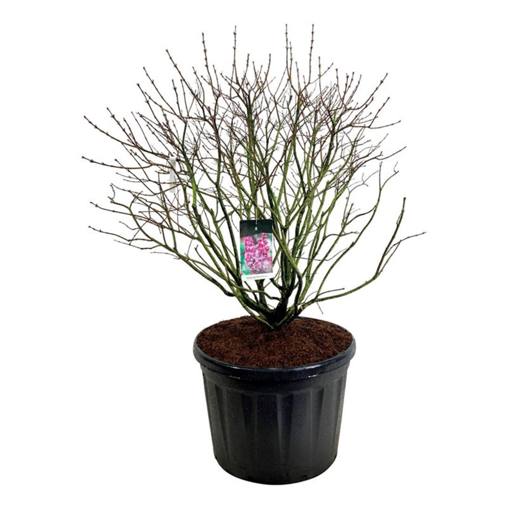 Syringa v. 'Michel Buchner'.